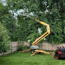Best Lawn Disease Treatment  in Clymer, PA