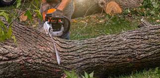 Best Tree Removal  in Clymer, PA
