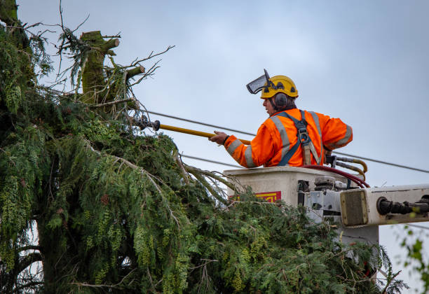 Best Tree Trimming and Pruning  in Clymer, PA