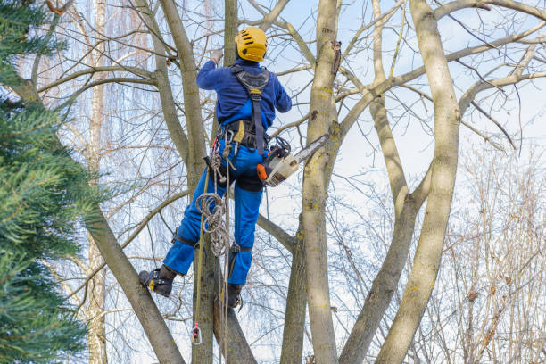 Best Commercial Tree Services  in Clymer, PA