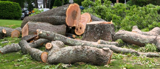 Best Lot and Land Clearing  in Clymer, PA