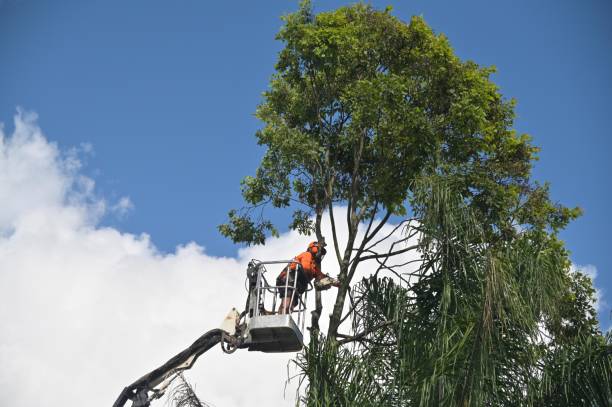 Best Utility Line Clearance  in Clymer, PA