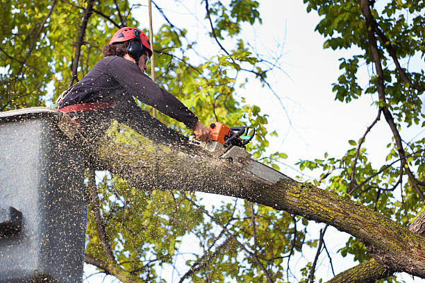 Best Emergency Tree Removal  in Clymer, PA