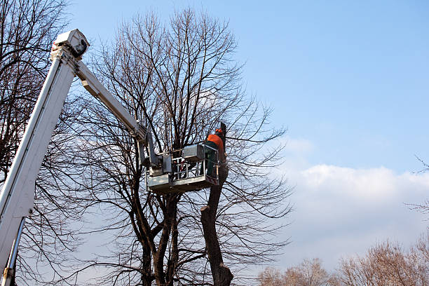 Best Firewood Processing and Delivery  in Clymer, PA