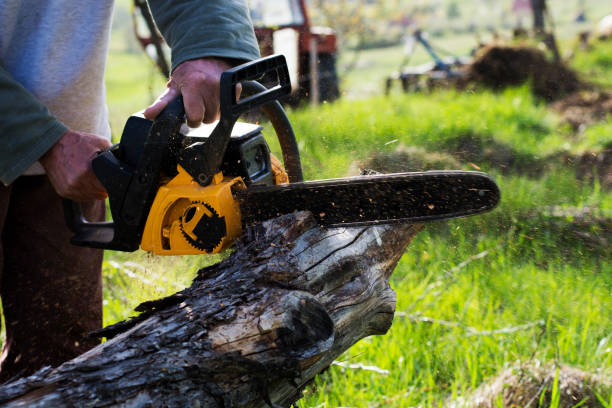 Best Fruit Tree Pruning  in Clymer, PA