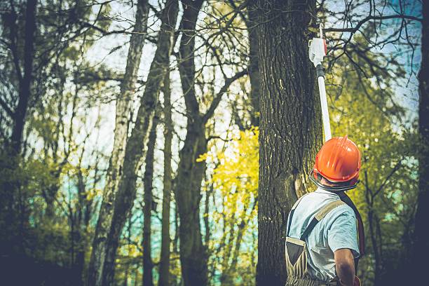 Best Hazardous Tree Removal  in Clymer, PA